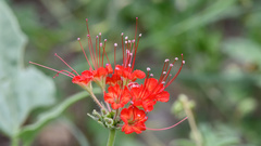 Nyctaginia capitata