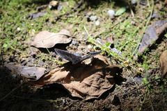 Lexias dirtea