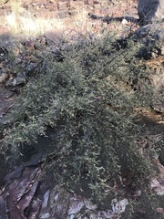 Vachellia constricta