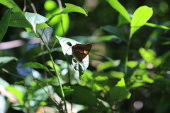 Charaxes bernardus