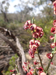 Daviesia brevifolia