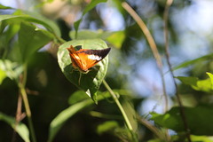 Charaxes bernardus