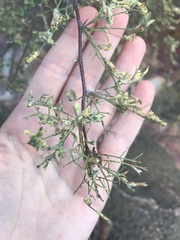 Vachellia constricta