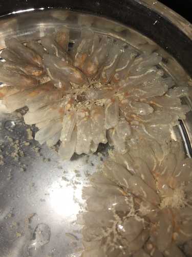 Ecteinascidia turbinata