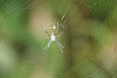 Leucauge tessellata