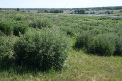 Urtica cannabina