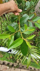 Alphitonia excelsa