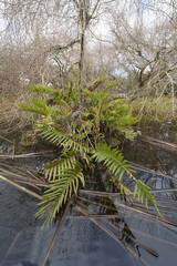 Blechnum chilense