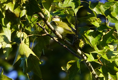Vireo olivaceus