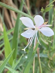 Gaura