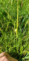 Carex flava