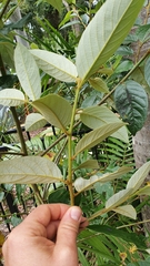 Alphitonia excelsa