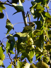 Vireo olivaceus