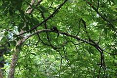 Ratufa bicolor