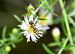 Epistrophella emarginata