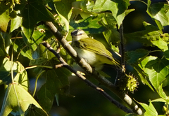Vireo olivaceus