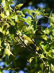Vireo olivaceus