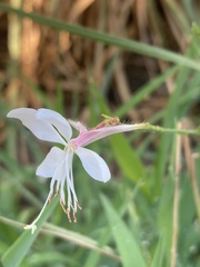 Gaura