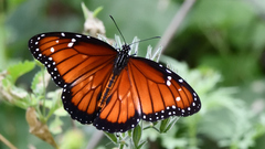 Danaus eresimus