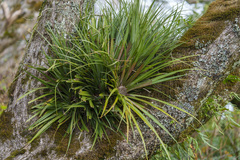 Fascicularia bicolor