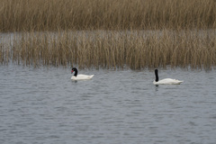 Cygnus melancoryphus