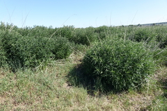 Urtica cannabina