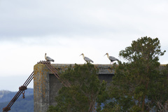 Theristicus melanopis