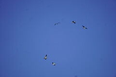 Leucophaeus atricilla