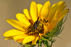 Dianthidium curvatum