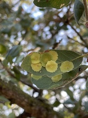 Andricus pattersonae