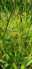 Carex bebbii