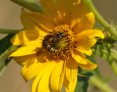 Dianthidium curvatum