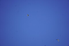 Leucophaeus atricilla