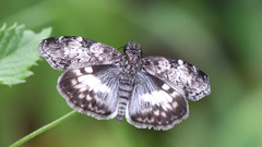 Chiomara georgina