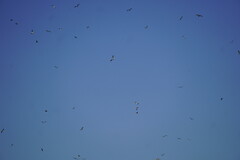 Leucophaeus atricilla