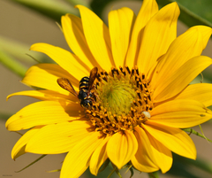 Dianthidium curvatum