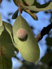 Cynips multipunctata