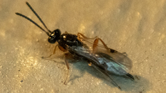 Proctotrupidae