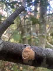 Aleurodiscus amorphus