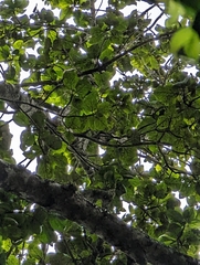 Gmelina leichhardtii