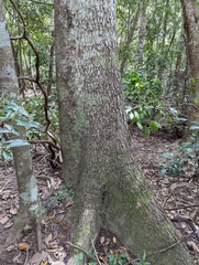 Gmelina leichhardtii