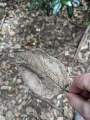 Gmelina leichhardtii