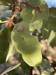 Cynips multipunctata