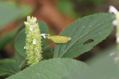 Eurema hecabe