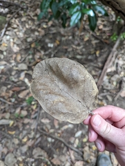 Gmelina leichhardtii