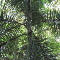 Arecoideae
