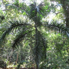 Arecoideae