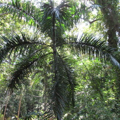Arecoideae