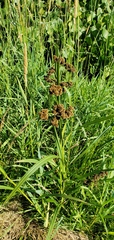 Scirpus atrovirens