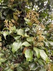 Hedera rhombea